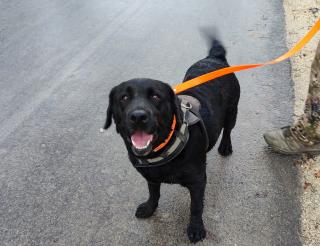 A search dog Sardelle from Simferopol rescued people in the area of special military operation.